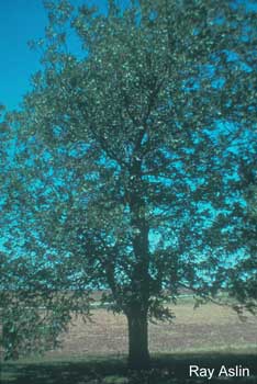 pecan