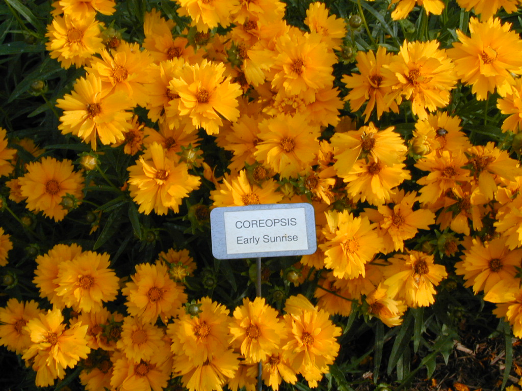Early Sunrise Coreopsis
