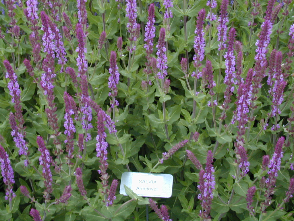 Salvia Amethyst