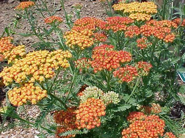 Achillea Terracotta