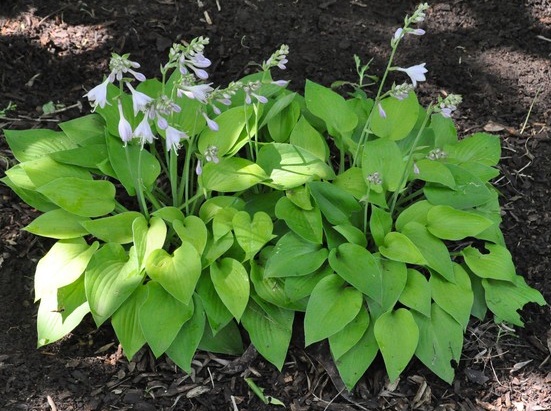Hosta Gold Edger