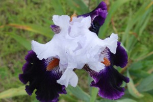 American Pride Iris