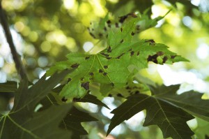 fire blight on Bradford Pear