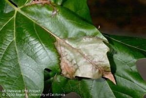 Anthracnose