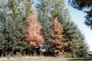 pine wilt disease