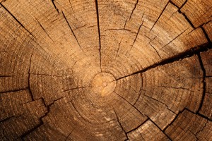 If a tree could make music