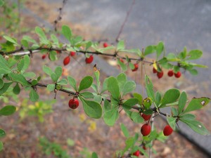 Tips for Choosing a Deciduous Shrub