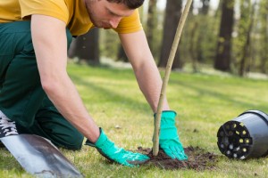 tree planting season