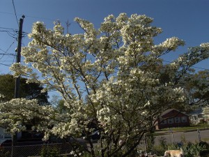ornamental trees