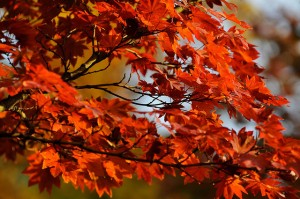 Trees That Will Dazzle You in Autumn