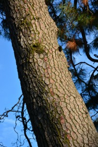 Renovating Around a Beloved Tree