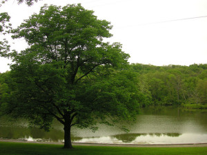 What You Can Learn From a Tree