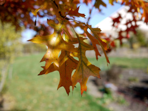 Oak Trees 