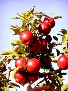 kansas city apple trees