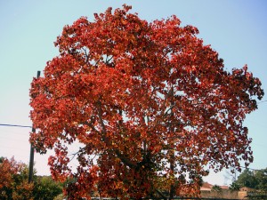 healthy tree planting