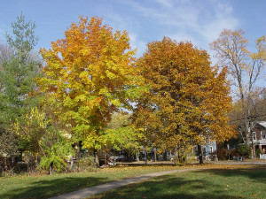 strong trees during fall