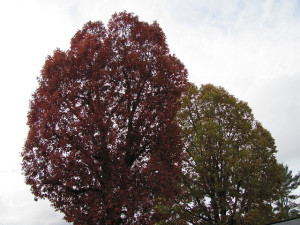planting native trees