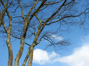 Emerald Ash Borer in Kansas City