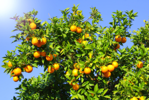 fruit trees