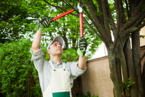 pruning in fall