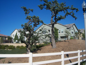 Plant an Oak Tree in Kansas City