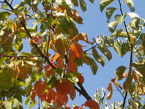 predicting a harsh winter