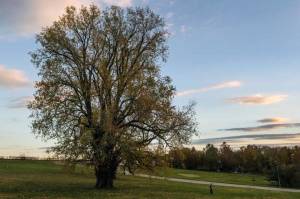 Missouri's largest tree