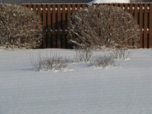 Keep Your Shrubs Safe
