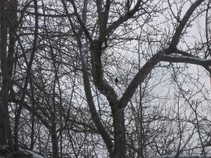 Trees That Burst in Frozen Weather