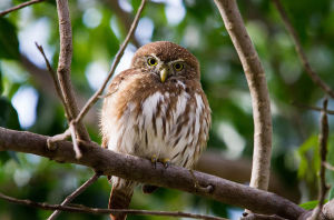 Attract Beautiful Owls to Your Yard