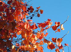 Leaves Still Stuck to Your Trees