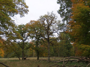 Old Trees on Your Property