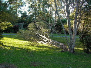 things you can do for damaged trees
