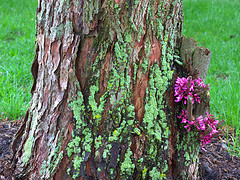  Green Stuff Growing on Your Trees