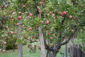 grow fruit trees