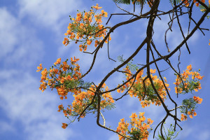 flowering trees