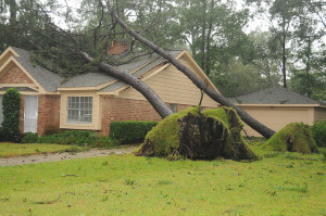 Steps to Take After a Tree Falls Through Your Roof