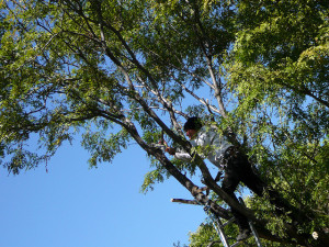 preventative tree removal