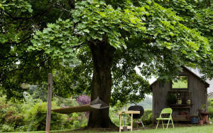 beautiful shade trees