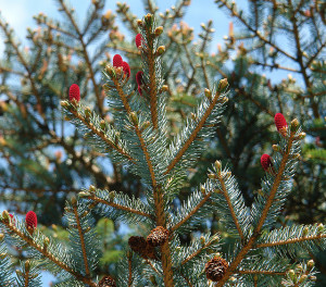 conifer trees in your gardening