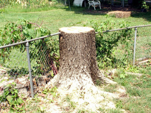 When Your Tree is Killed by a Neighbor