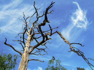 Dead Trees Are Sometimes Worth Keeping