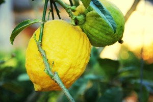 keep fruit trees tiny