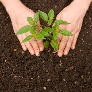 plant trees for earth day