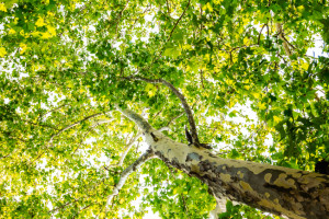 tree that will live for decades