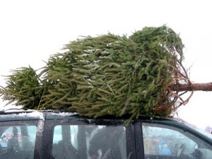 fresh-cut Christmas tree