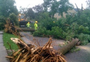damaged trees