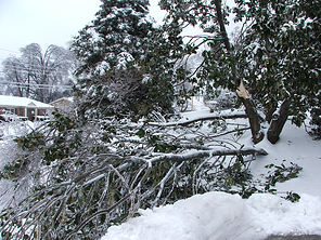 winter tree damage