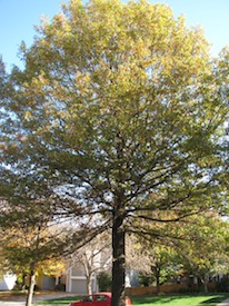 tree-care