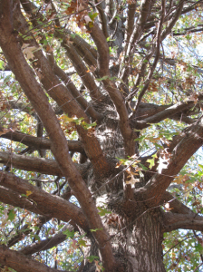 Tree Preservation and Consulting